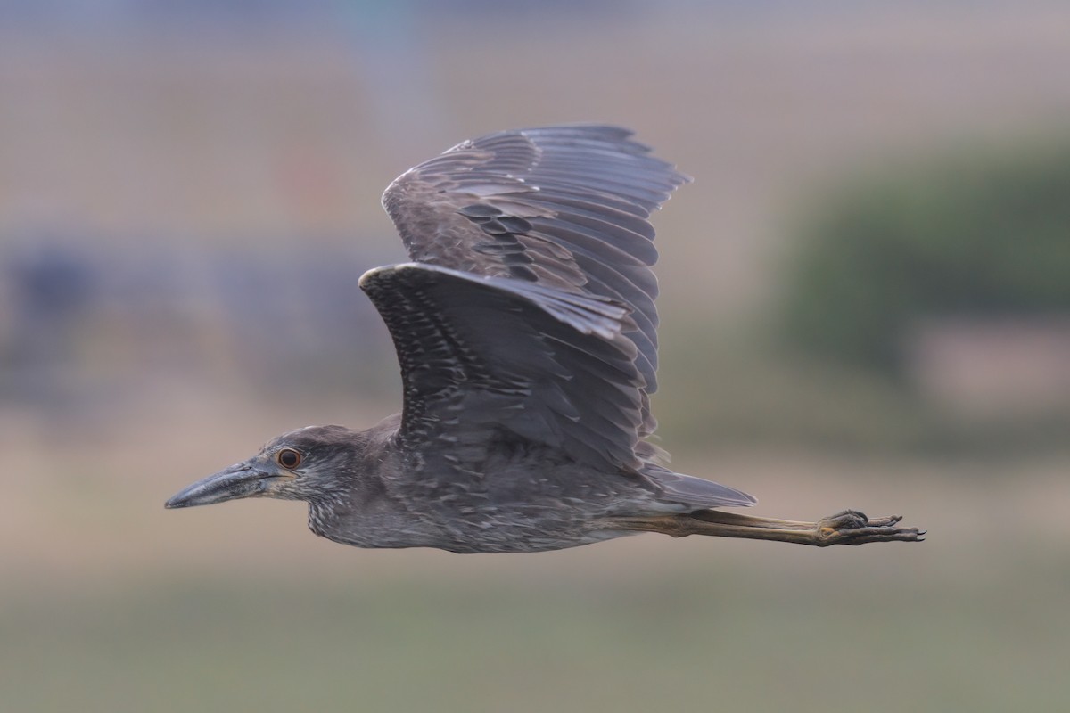 Yellow-crowned Night Heron - ML638299574