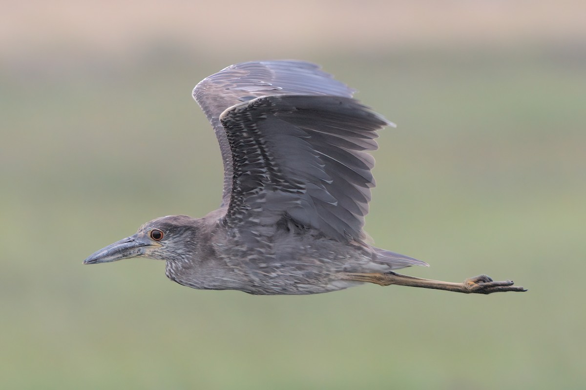 Yellow-crowned Night Heron - ML638299576