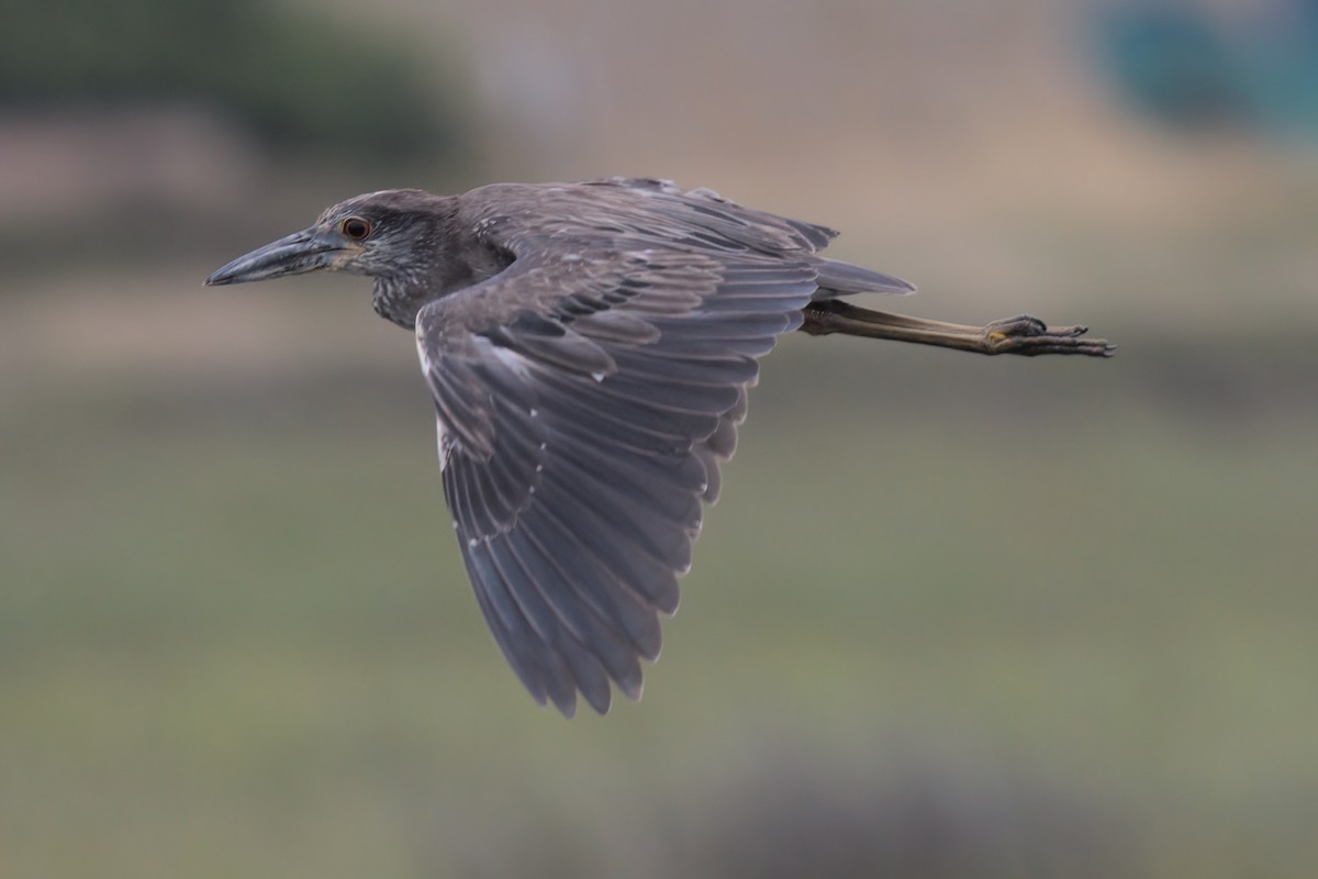 Yellow-crowned Night Heron - ML638299577