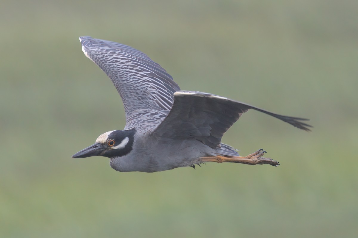 Yellow-crowned Night Heron - ML638299578