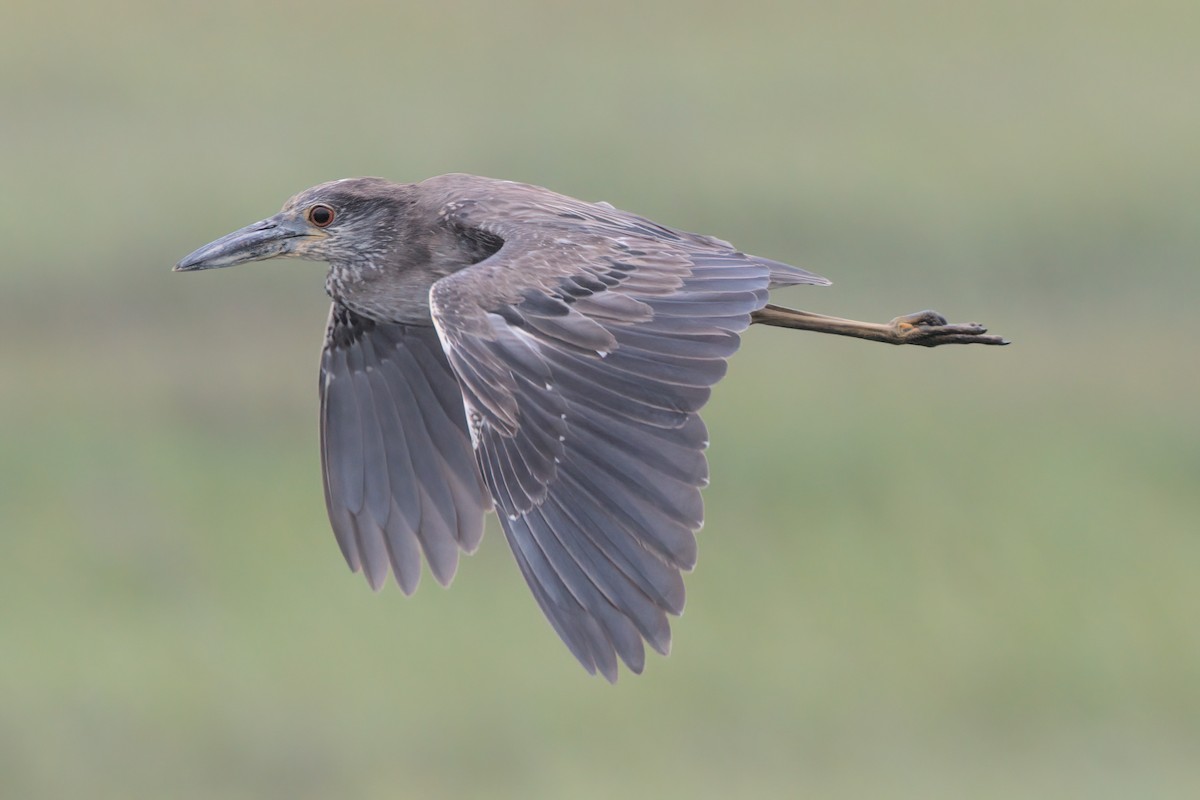Yellow-crowned Night Heron - ML638299579