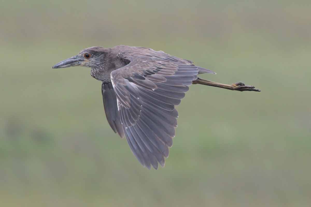 Yellow-crowned Night Heron - ML638299580