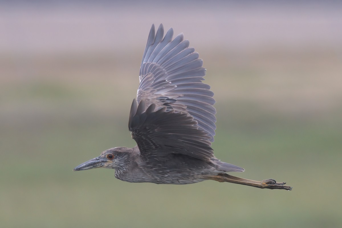 Yellow-crowned Night Heron - ML638299581