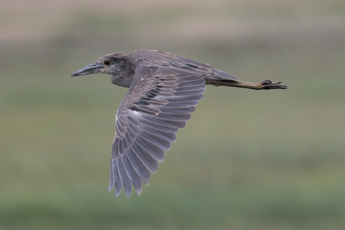 Yellow-crowned Night Heron - ML638299582