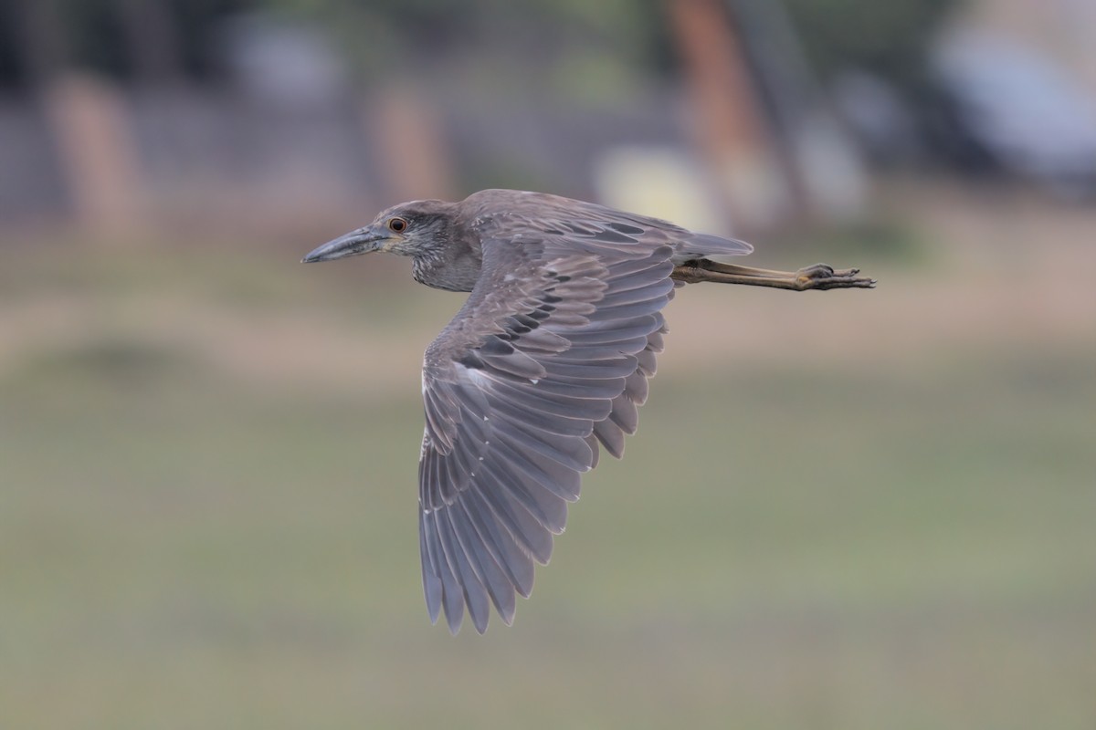 Yellow-crowned Night Heron - ML638299583