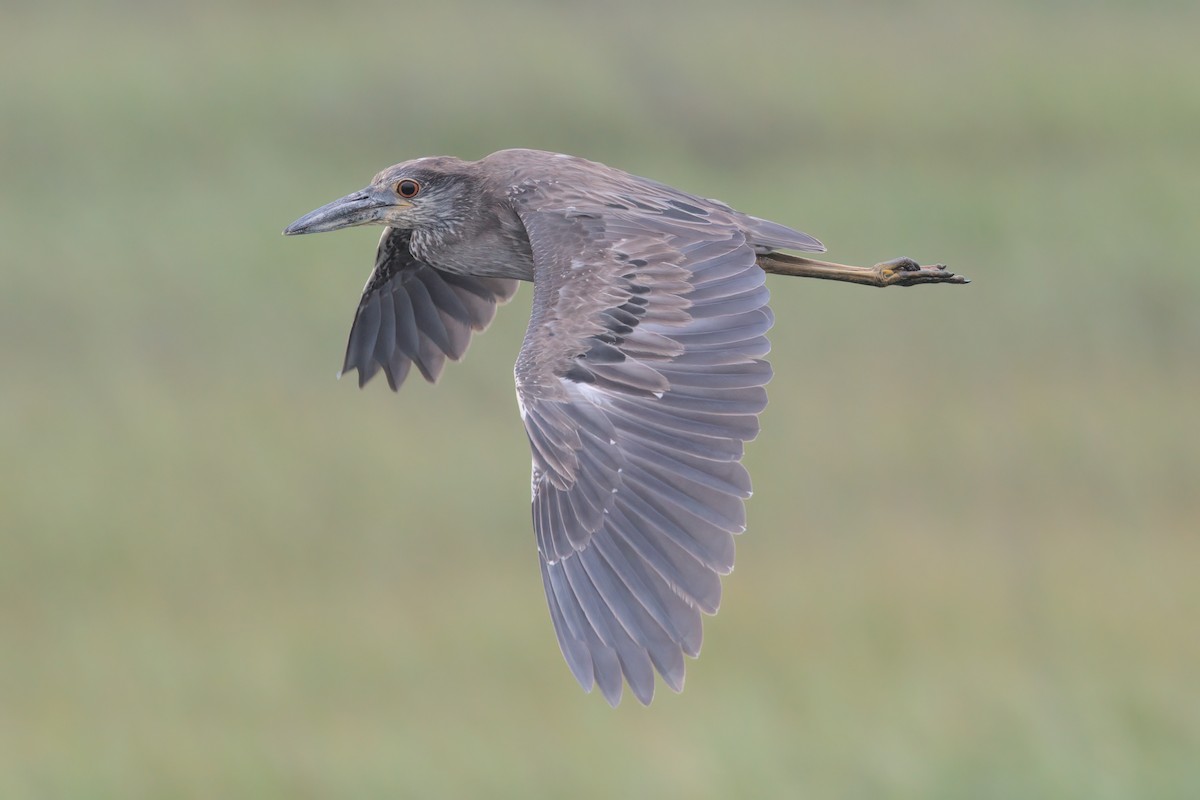 Yellow-crowned Night Heron - ML638299584
