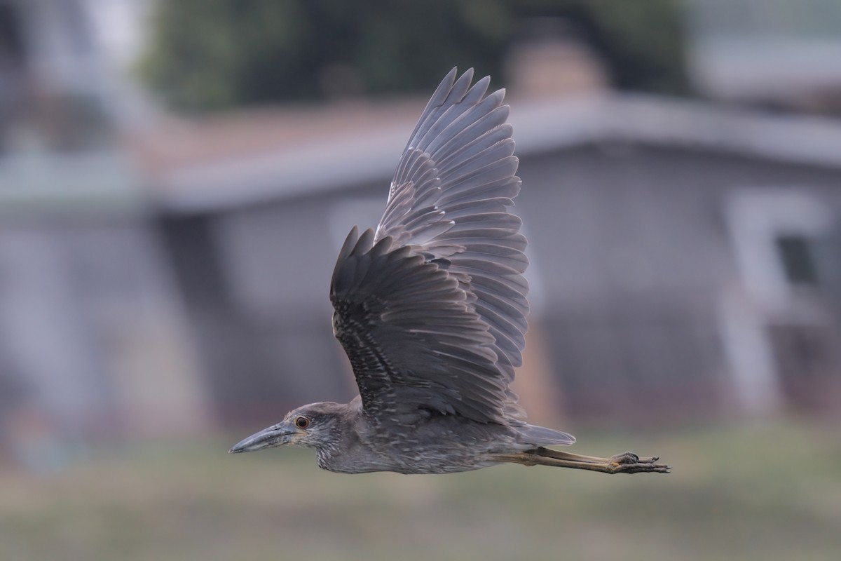 Yellow-crowned Night Heron - ML638299585