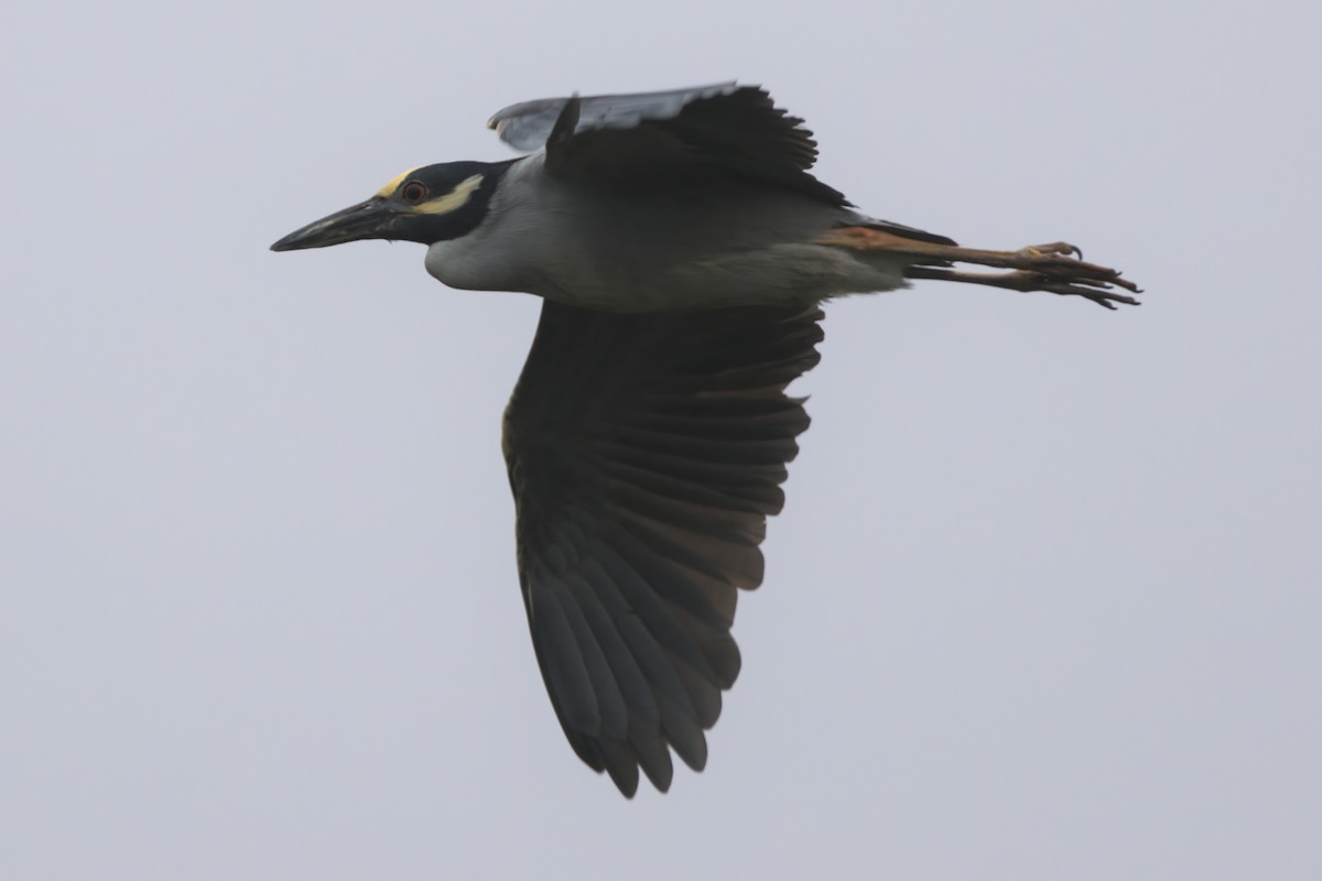 Yellow-crowned Night Heron - ML638299587