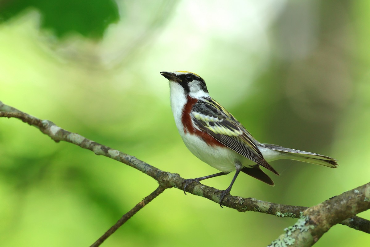 Chestnut-sided Warbler - ML638299589