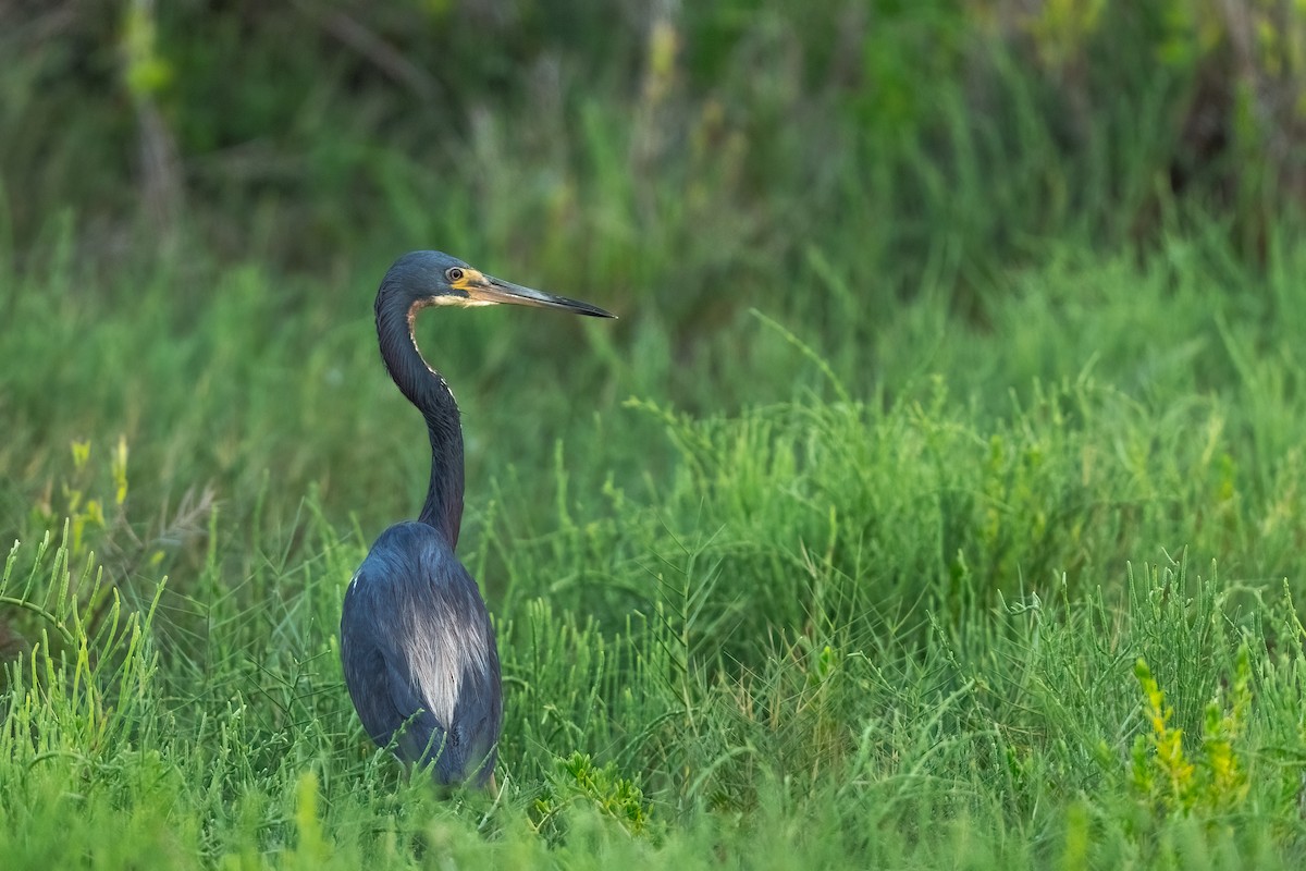 Tricolored Heron - ML638299593