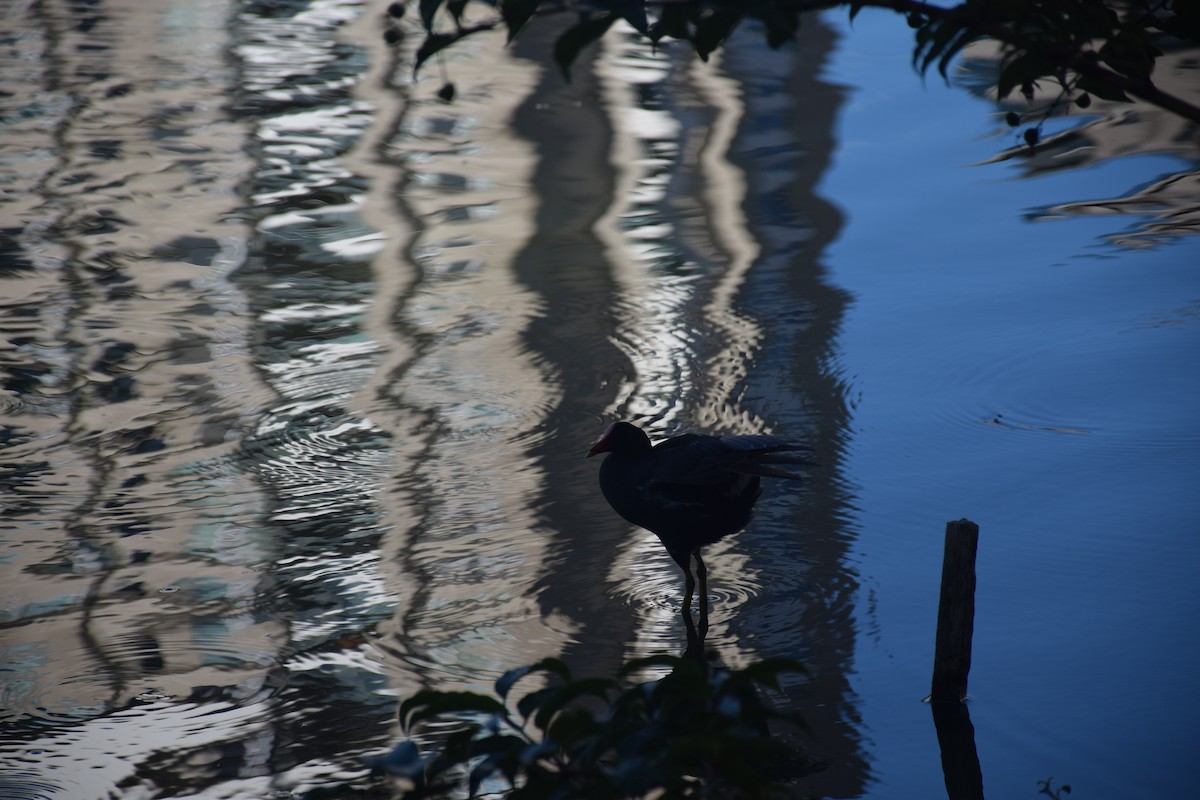 Eurasian Moorhen - ML638299594