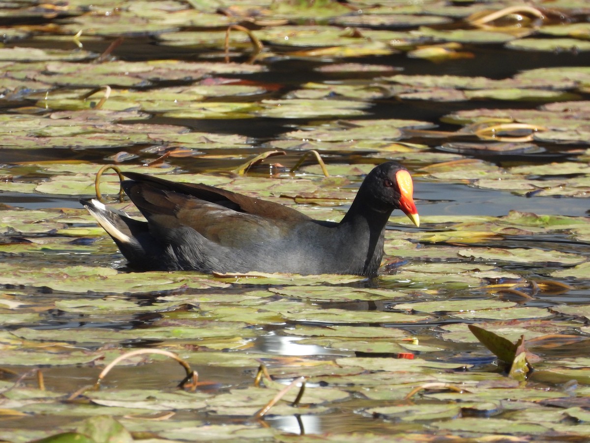 Dusky Moorhen - ML638299595
