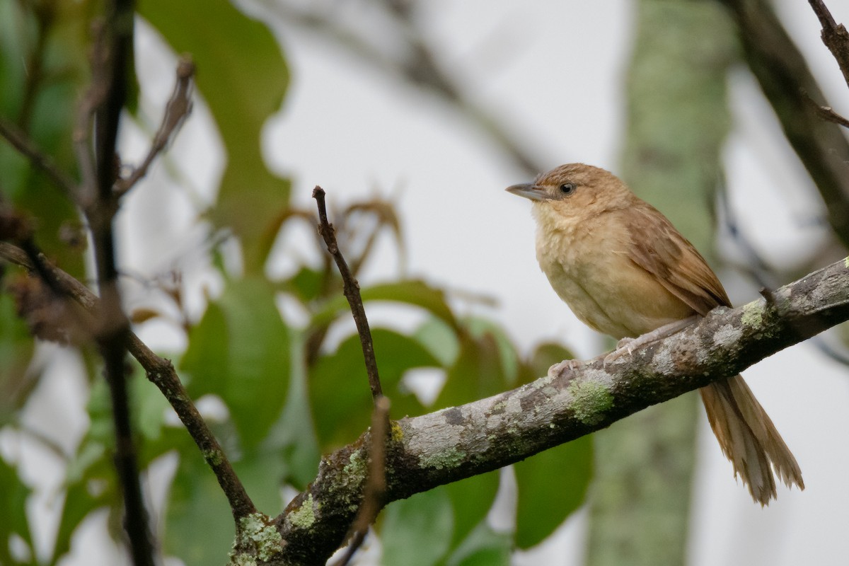 Plain Thornbird - ML638299597