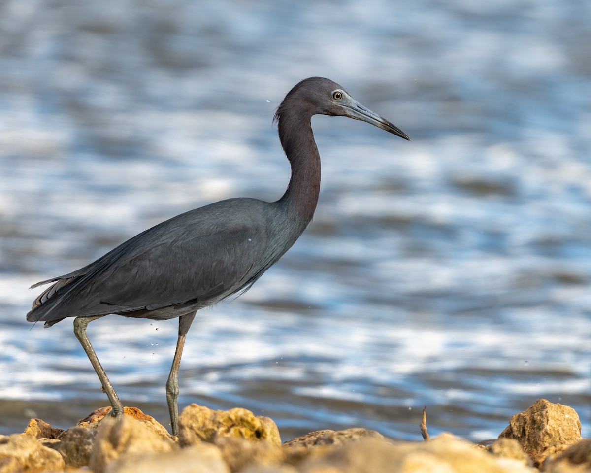 Little Blue Heron - ML638299598
