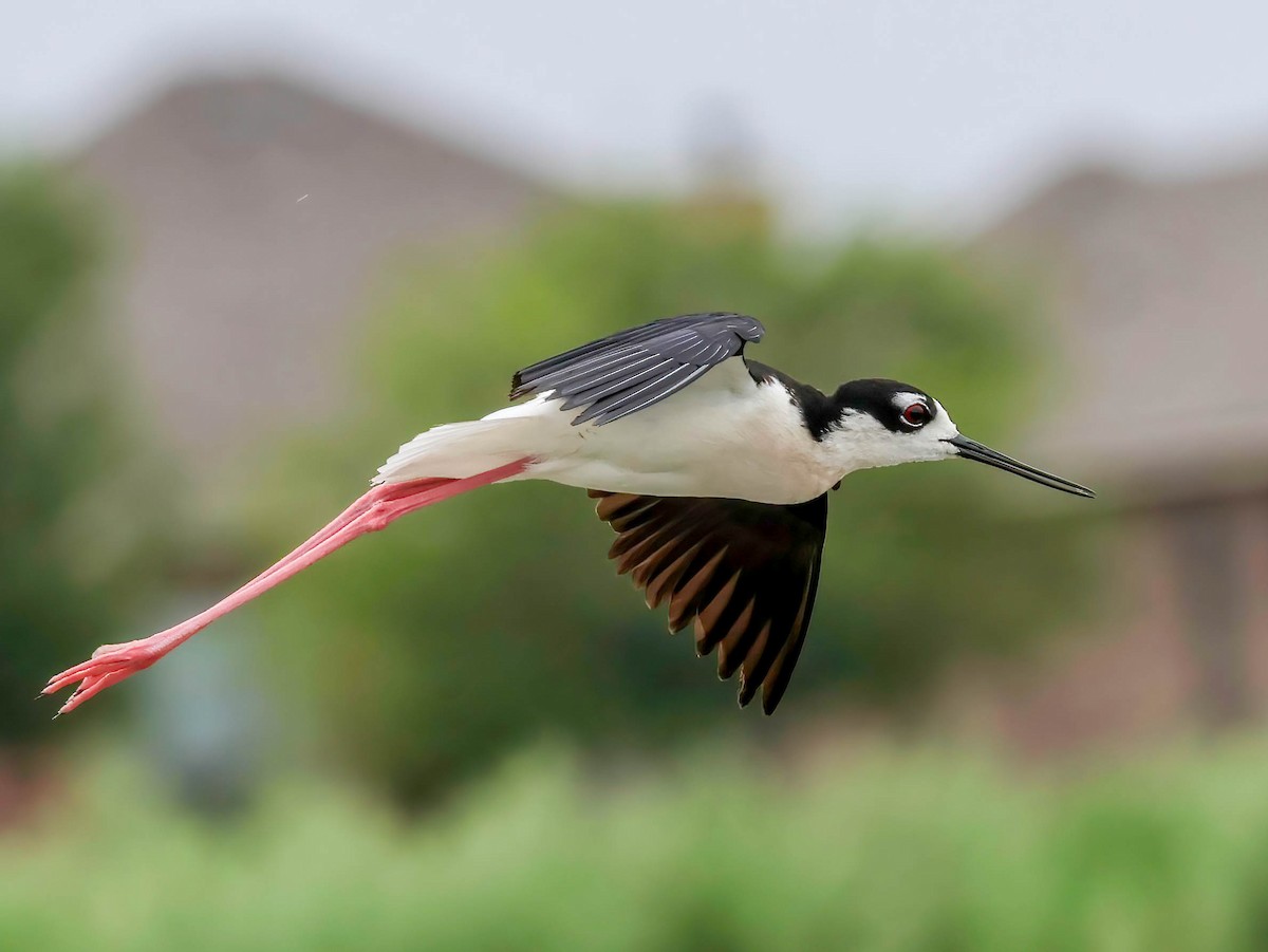 Black-necked Stilt - ML638299599