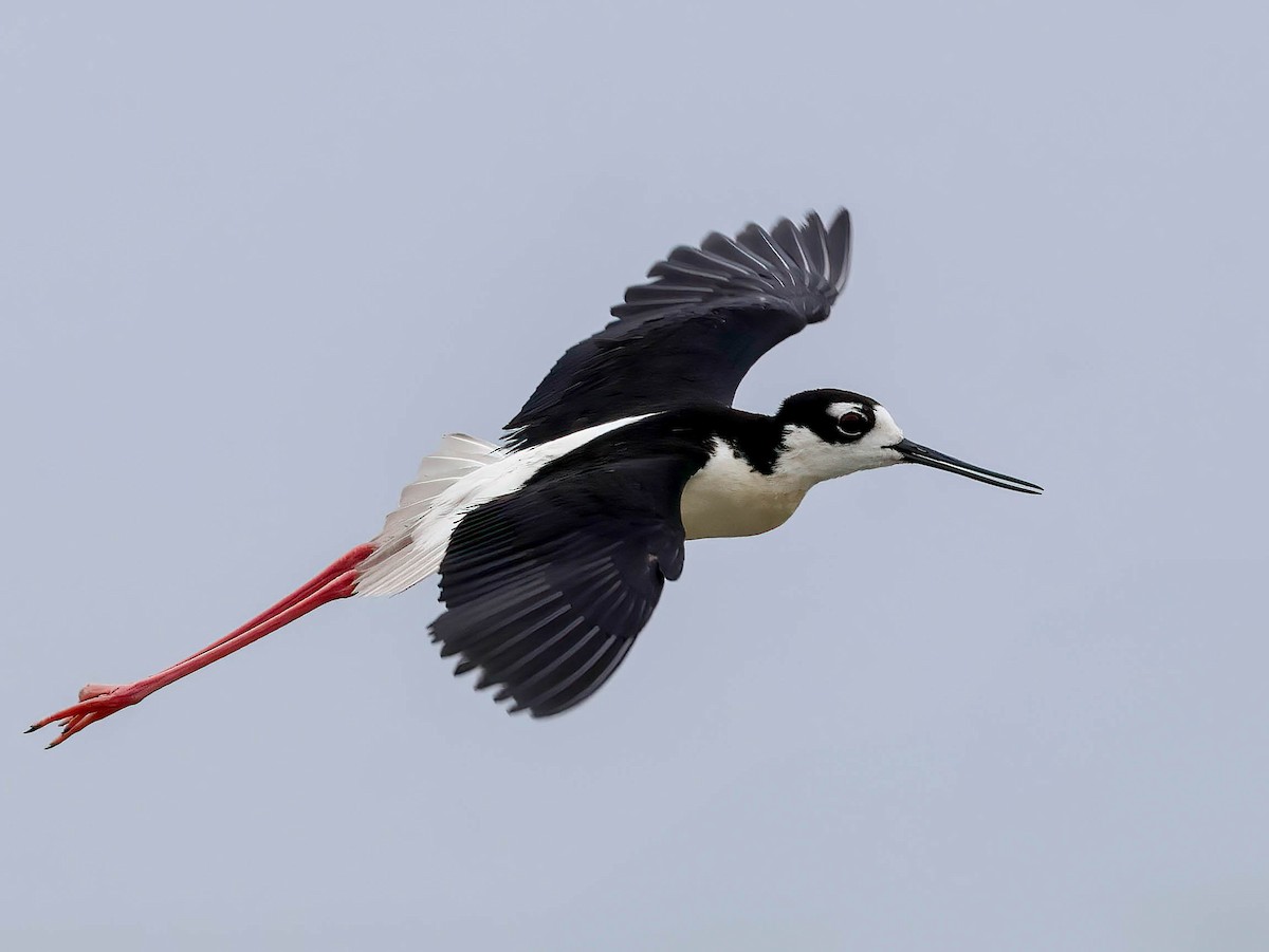 Black-necked Stilt - ML638299600