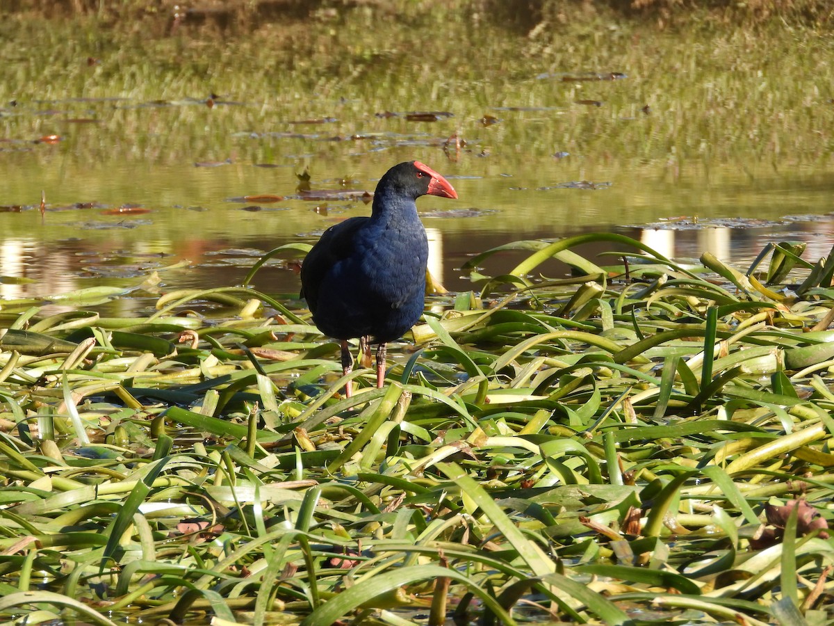 Australasian Swamphen - ML638299601