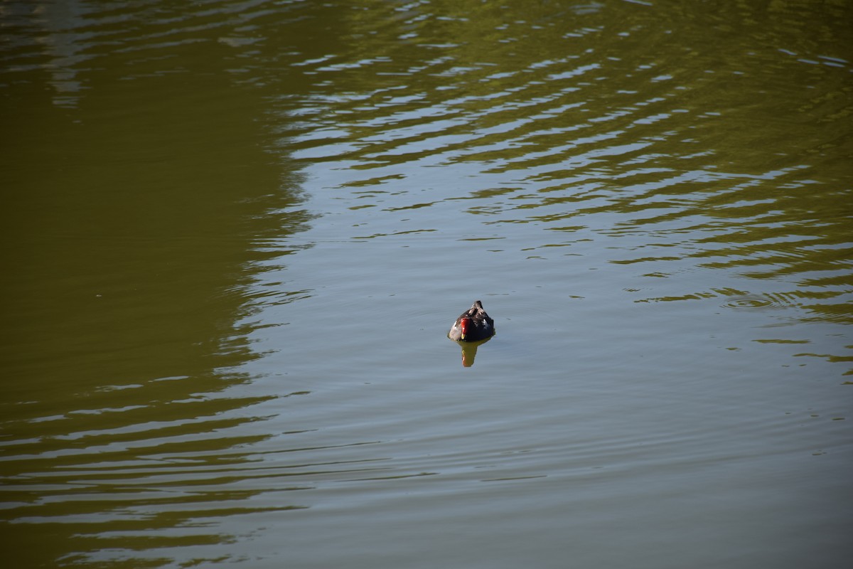Eurasian Moorhen - ML638299602