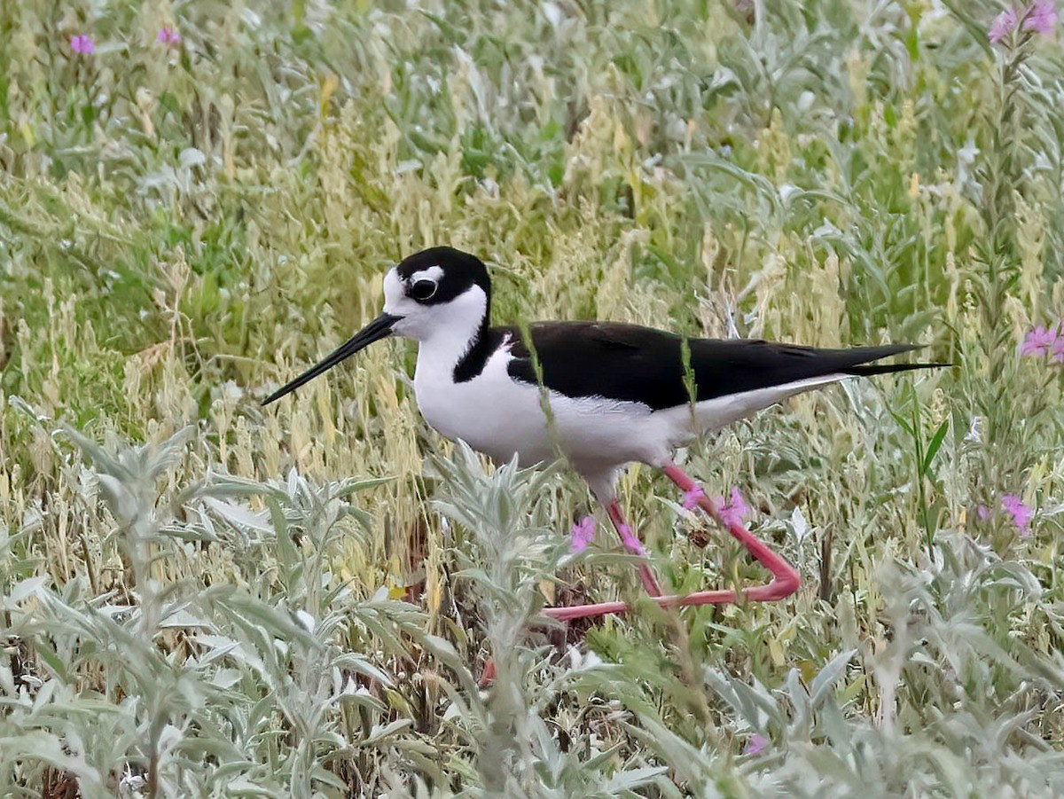 Black-necked Stilt - ML638299603