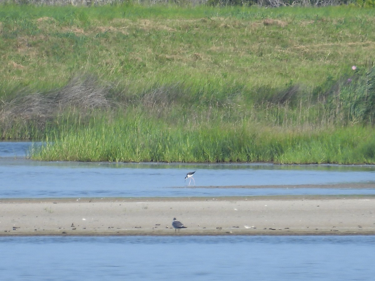 Black-necked Stilt - ML638299605