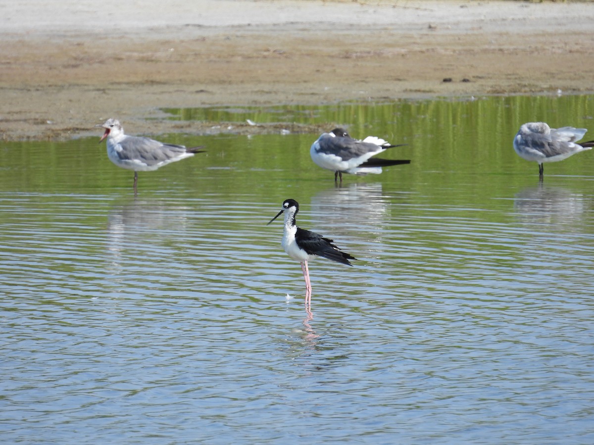 Black-necked Stilt - ML638299606