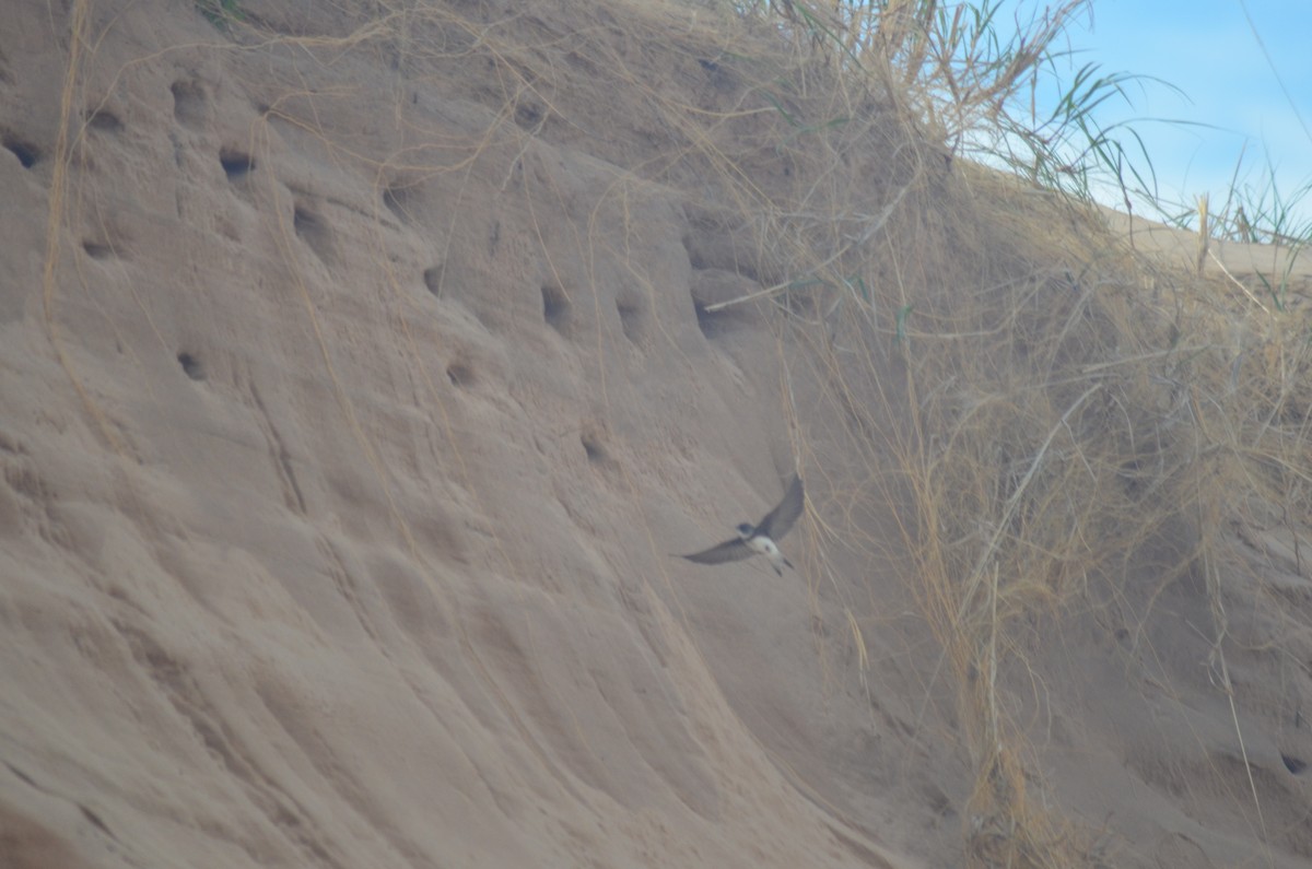 Bank Swallow - ML638299608