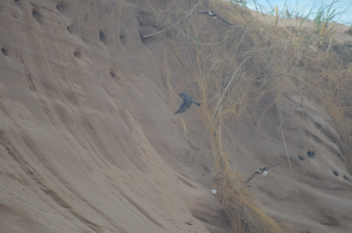 Bank Swallow - ML638299614