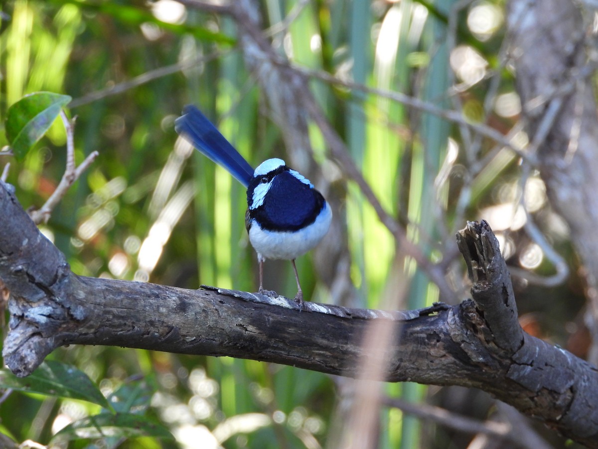 Superb Fairywren - ML638299619