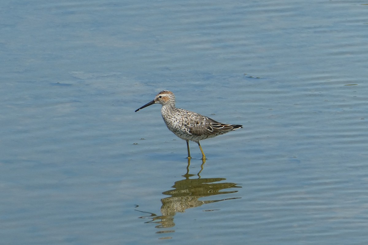 Stilt Sandpiper - ML638299624