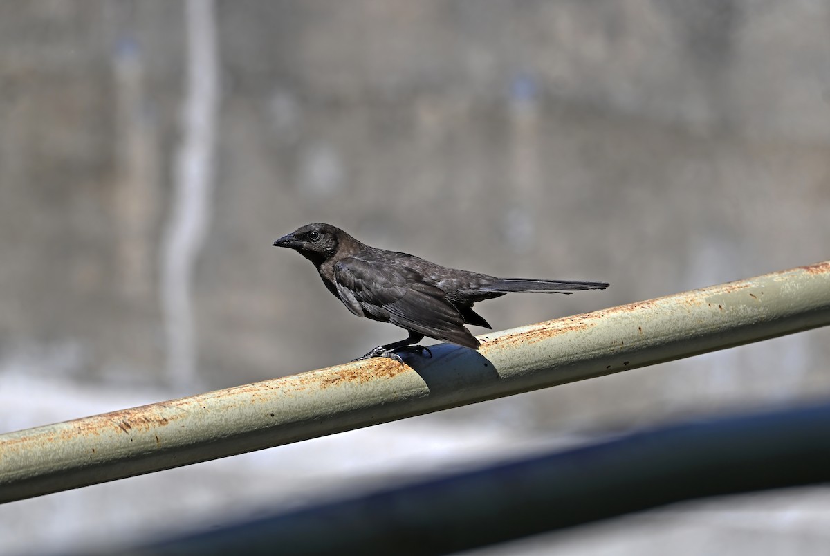 Common Grackle - ML638299627
