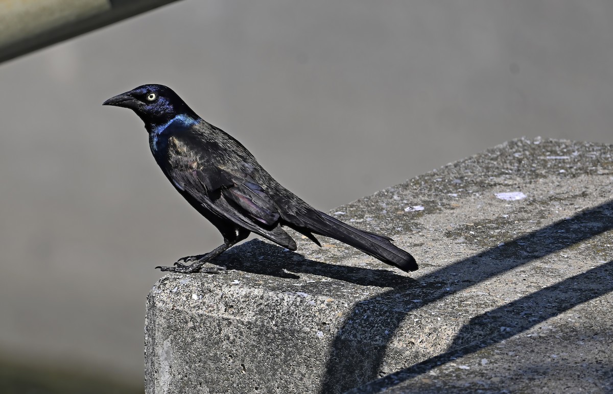Common Grackle - ML638299628