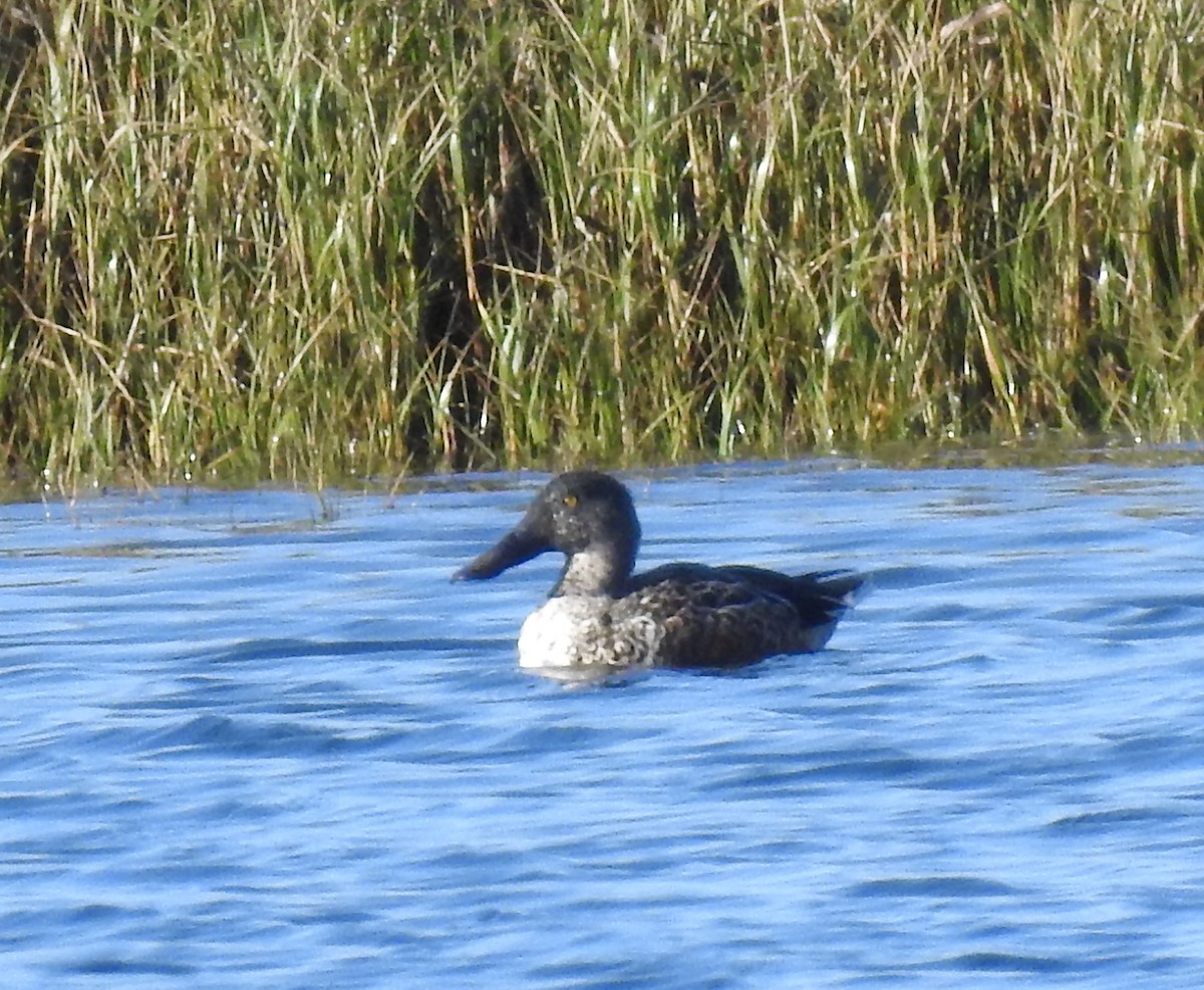 Northern Shoveler - ML638299632