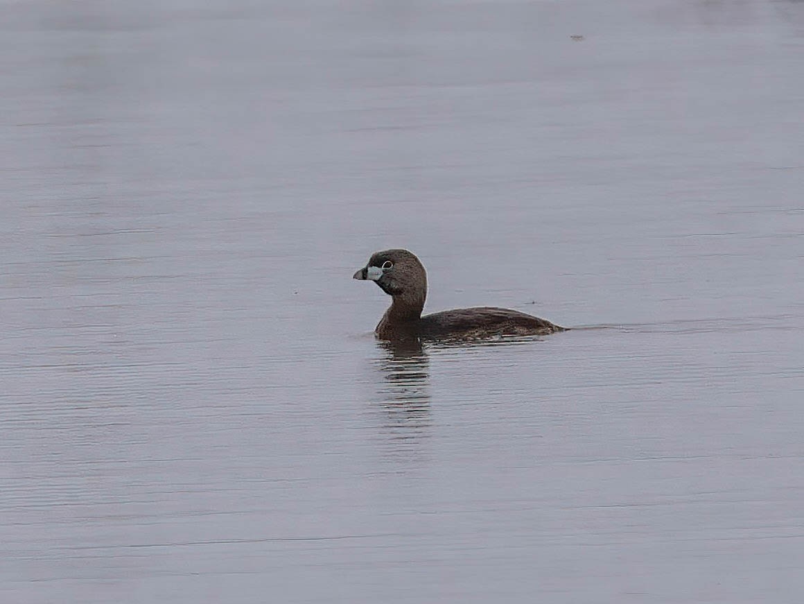 Pied-billed Grebe - ML638299636