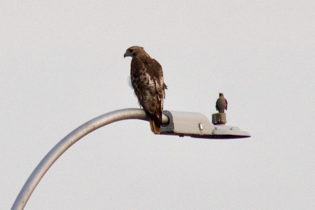 Red-tailed Hawk - ML638299643