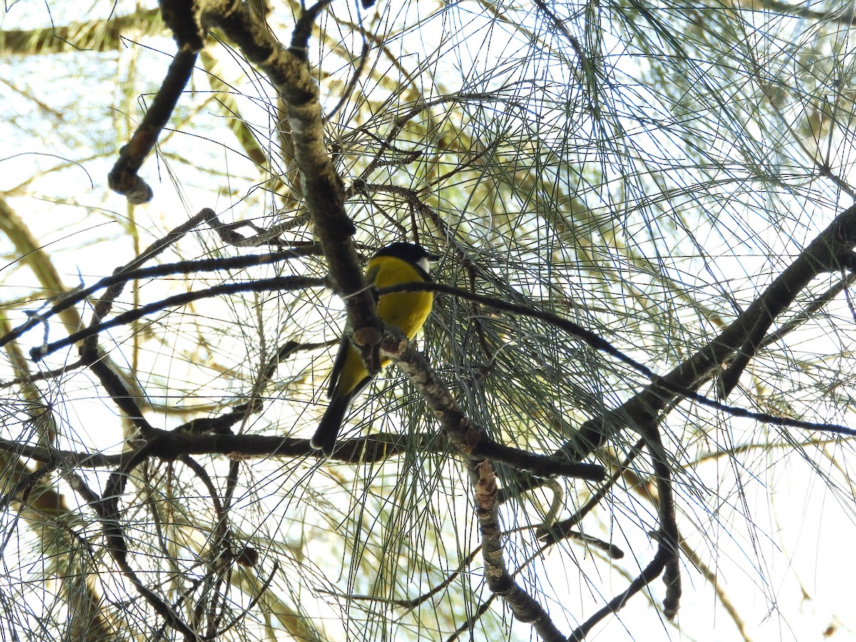 Golden Whistler - ML638299654