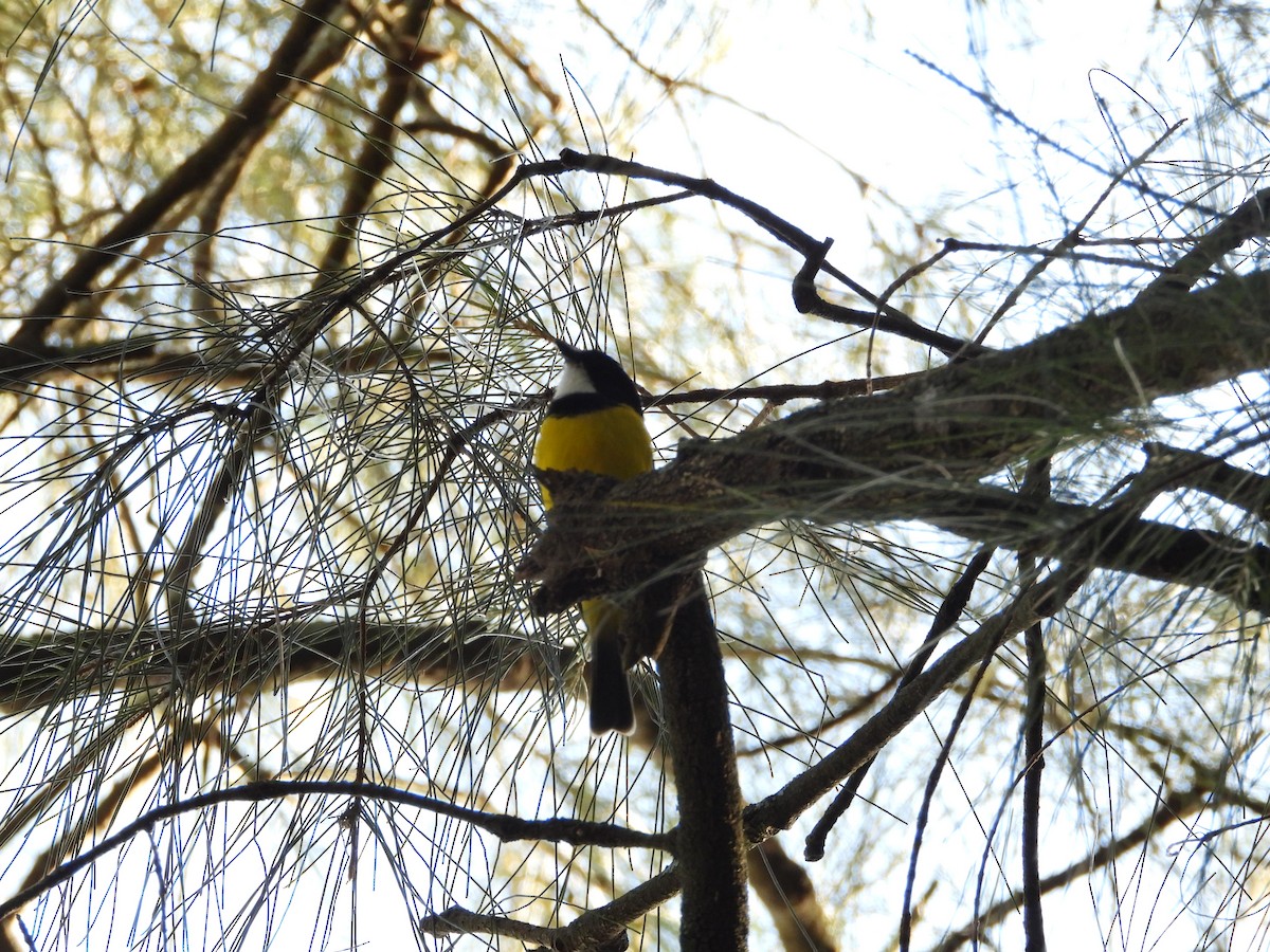 Golden Whistler - ML638299655