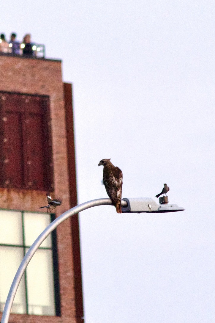 Red-tailed Hawk - ML638299663