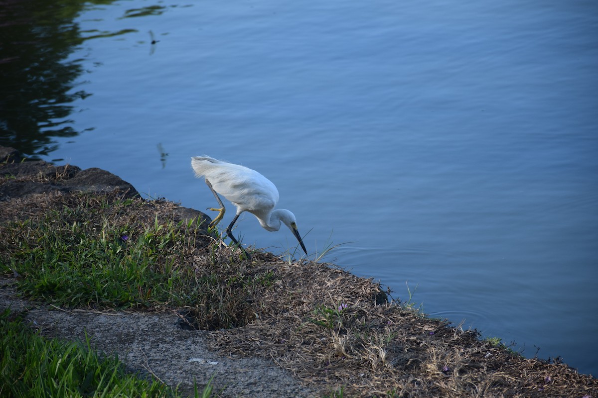 Little Egret - ML638299666