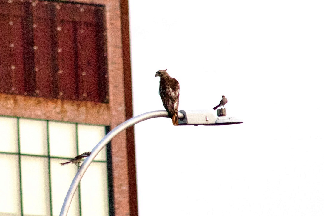 Red-tailed Hawk - ML638299667
