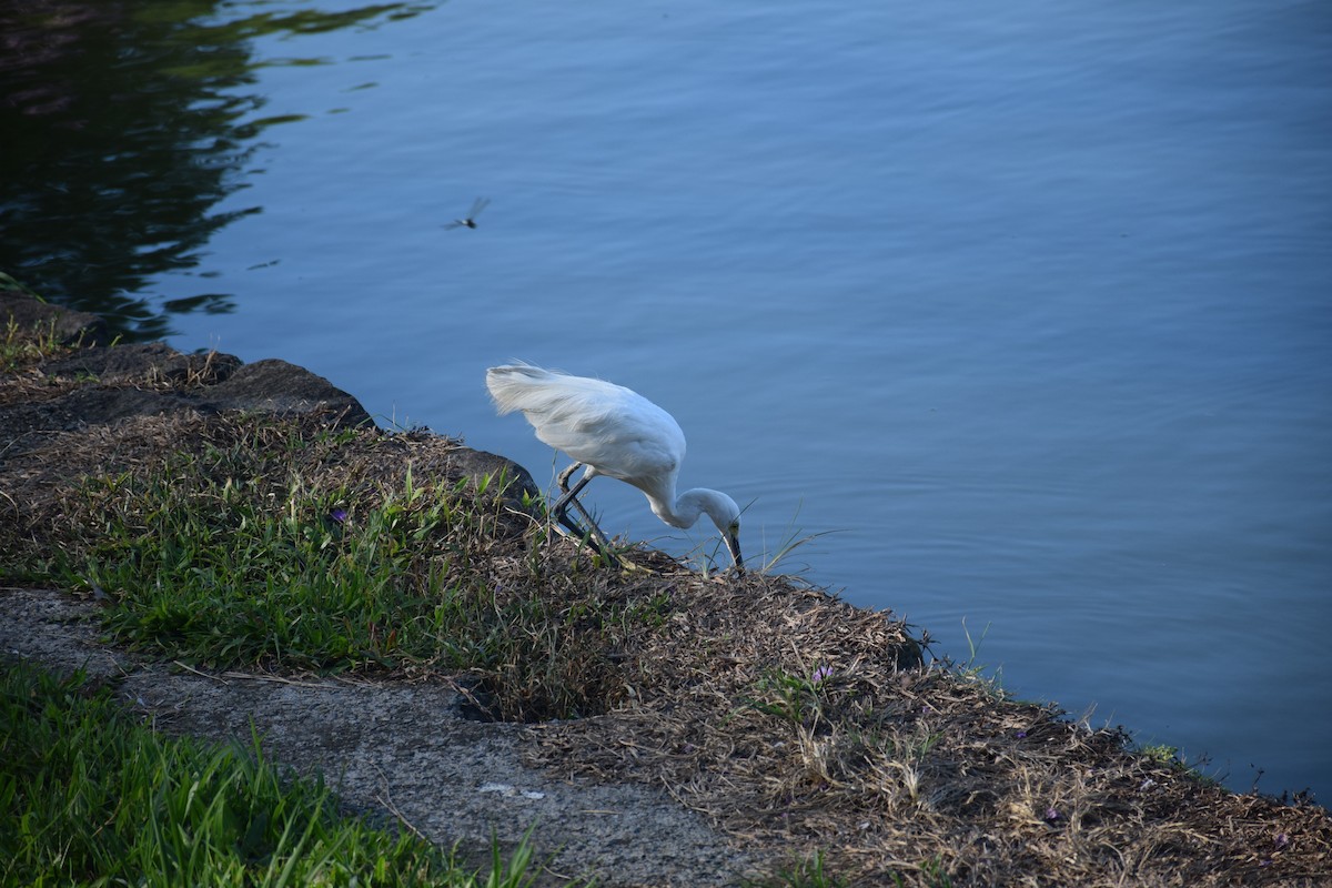Little Egret - ML638299668