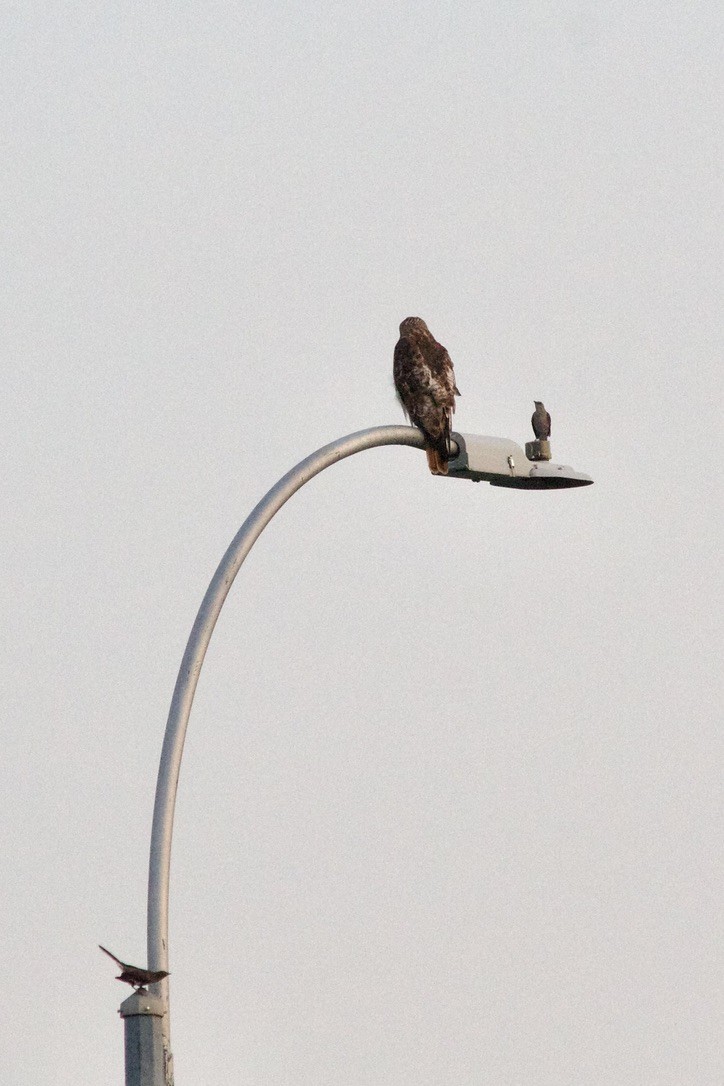 Red-tailed Hawk - ML638299672