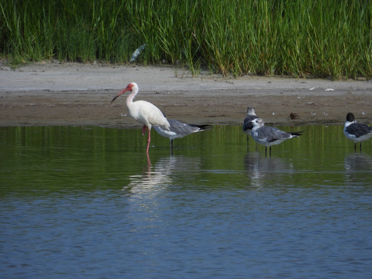 ibis bílý - ML638299682