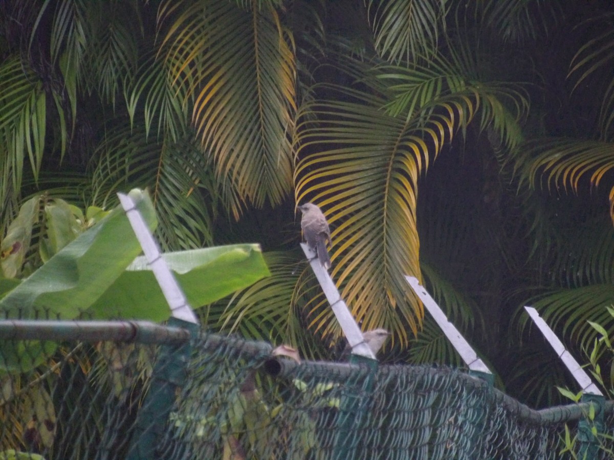Tropical Mockingbird (Southern) - ML638299686
