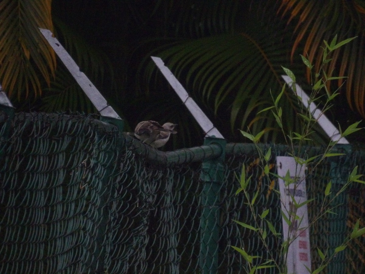 Tropical Mockingbird (Southern) - ML638299700