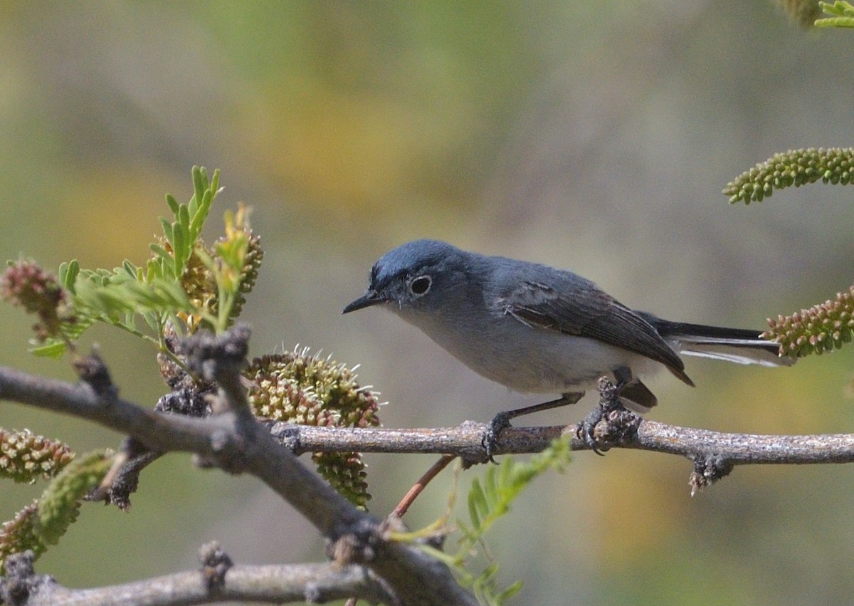 Blue-gray Gnatcatcher (Western) - ML638299701