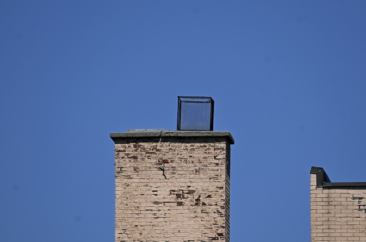 Chimney Swift - ML638299703