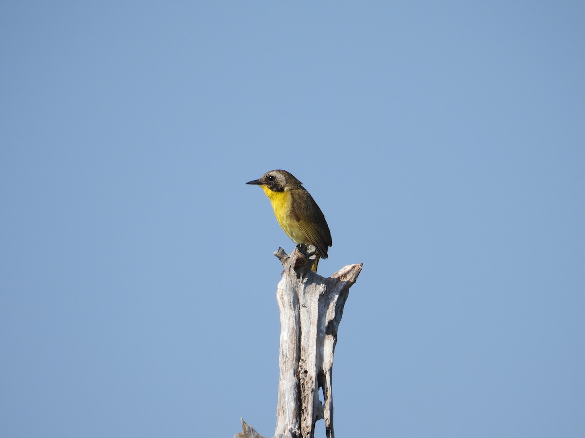 Common Yellowthroat - ML638299707