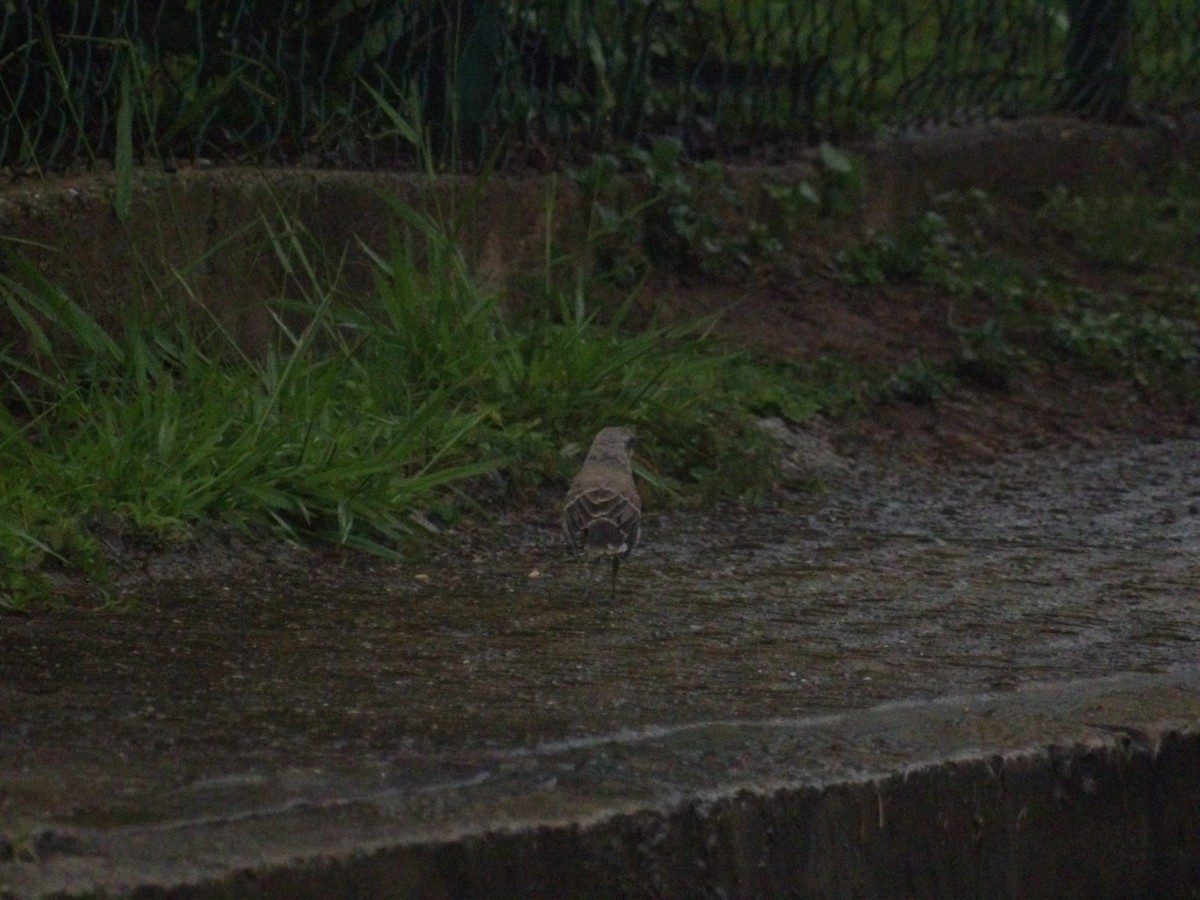 Tropical Mockingbird (Southern) - ML638299708