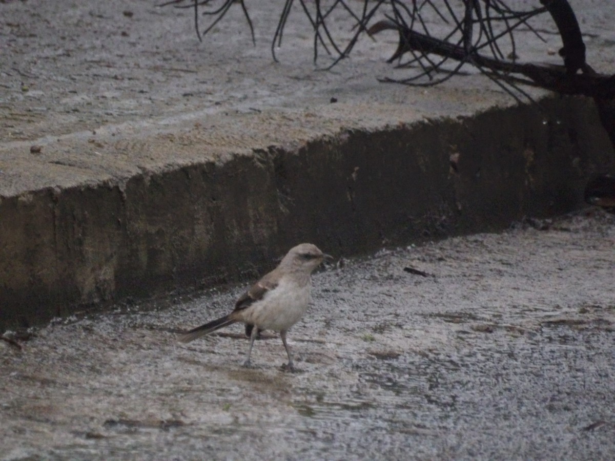 Tropical Mockingbird (Southern) - ML638299712