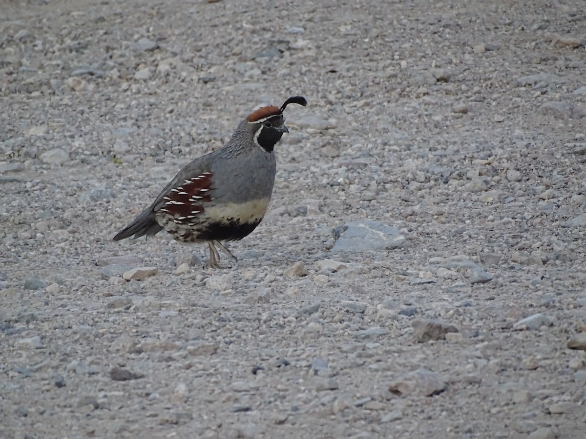Gambel's Quail - ML638299713